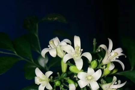 九里香开花的前兆