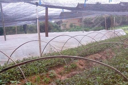 巴戟种植成本及利润
