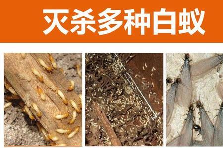 白蚁和蚊子的区别