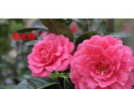 云南恨天高茶花在北方咋养