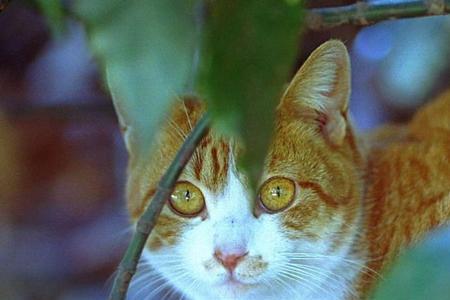 什么动物古灵精怪和狡猾