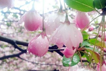 用静态或或动态描写雨后