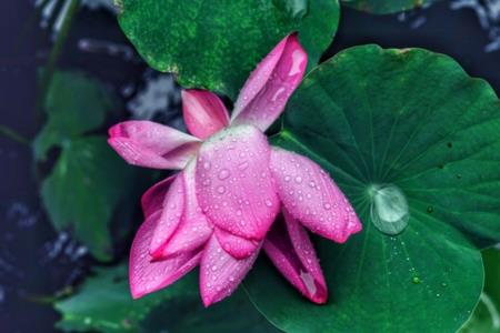 卧听风雨入荷声的赏析