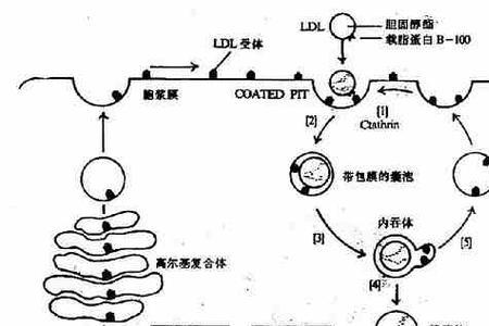 磷脂水解的终产物