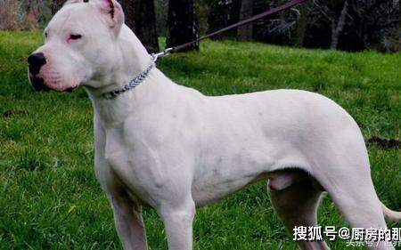 犬王夜夜叉和天狼谁更厉害