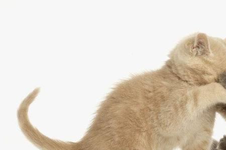 两只母猫一大一小一起养打架吗