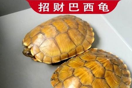 黄金巴西龟怎么下蛋
