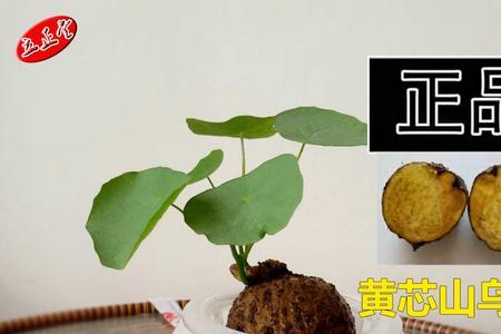 金不换移栽方法
