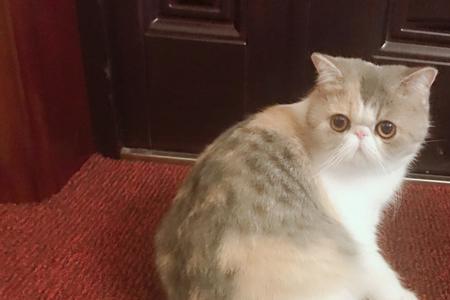 加菲猫大还是布偶猫大