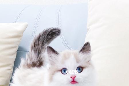 布偶猫和拿破仑猫哪个性格好
