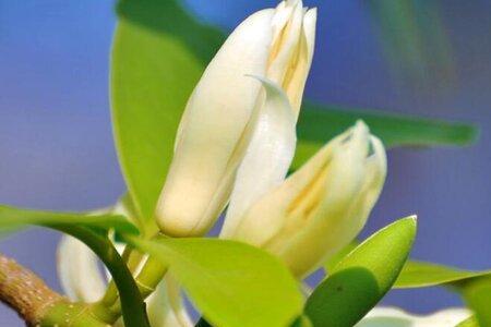 缅桂花什么品种最好