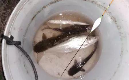北方秋季白天钓鲶鱼绝招