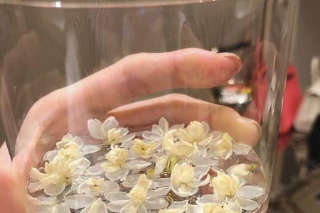 茉莉花茶可以用栀子花做吗