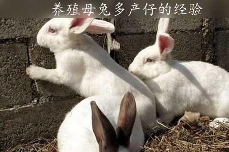母兔怀孕后期有什么表现