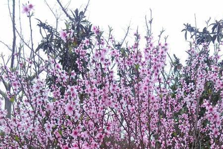 高邮市花