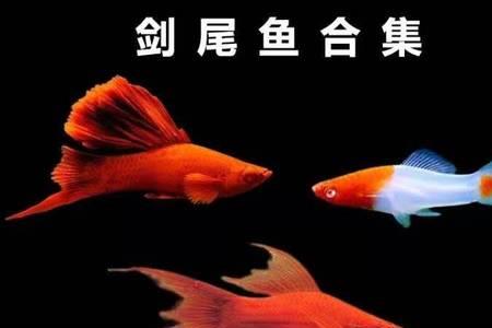 月光鱼为啥生死胎