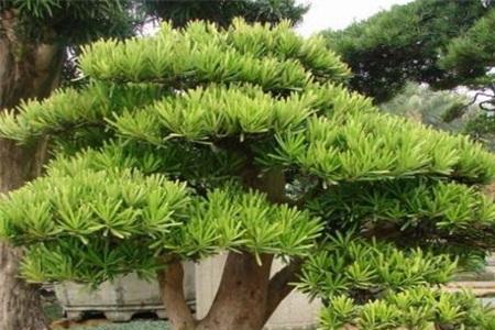 罗汉松长白毛是怎么回事