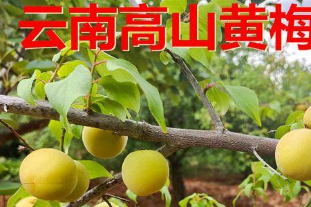 黄梅果主要种植产地