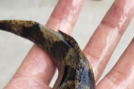 虎头鱼和笋壳鱼区别