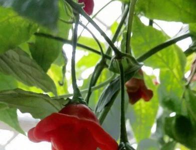 风铃花能吃吗