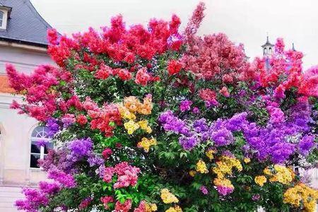 丁香的园林用途有哪些