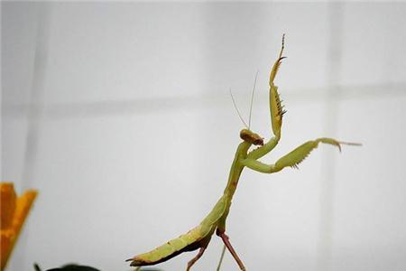 一只手断的螳螂能带食物吗