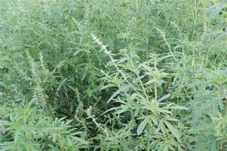 荆芥一年四季都能种吗