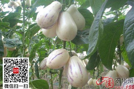 人参果生长期是多长时间