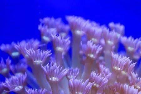 珊瑚虫变珊瑚要多久