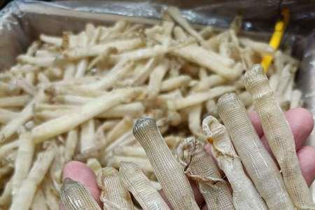 沙虫干发霉了还能要吗