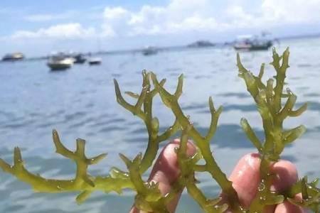 赤菜芽和海石花有什么区别