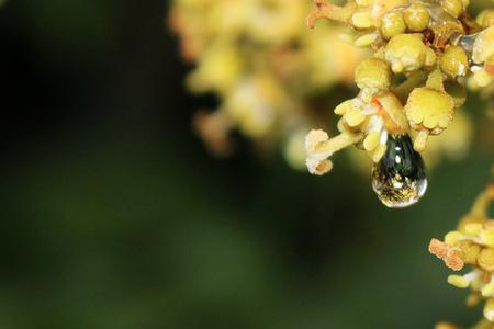 荔枝和桂圆哪种花流蜜量大