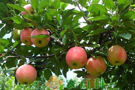 浙江宁波地区可以种植苹果树吗