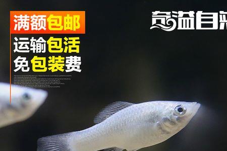 玛丽鱼胆子小吗