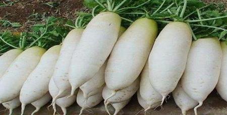 白萝卜怕冻吗
