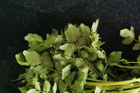 狗可以吃西洋菜吗