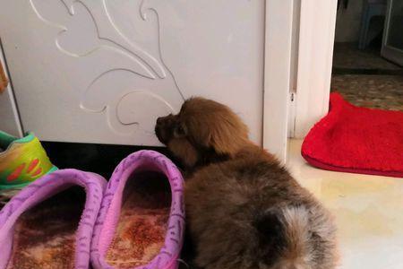 为什么小猫要在鞋柜边尿尿