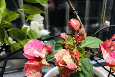 鼻口红三角梅优缺点