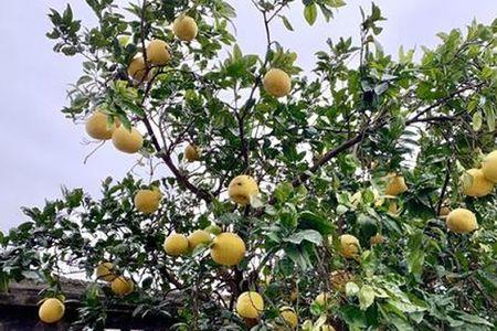 西柚树要几年结果