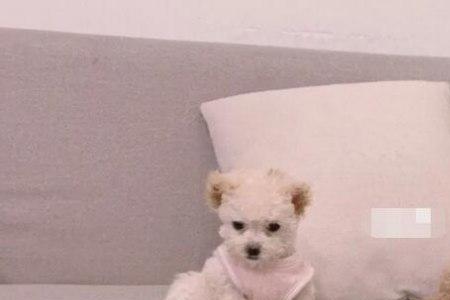 马尔泰犬适合新手养吗