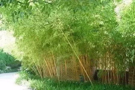 院子里的竹子多高最好