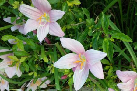 韭兰开完花后需要剪掉花杆吗