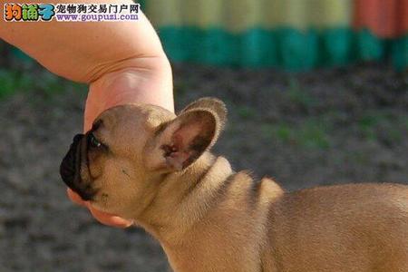 斗牛犬幼犬可以在院子里养吗