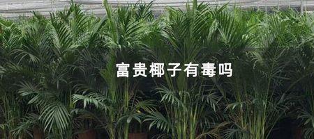 自来水可以浇富贵椰子吗