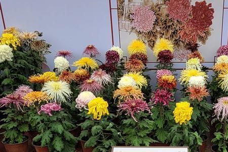 2022年常州菊花节时间