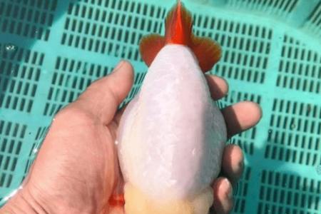 兰寿分为几种脸型