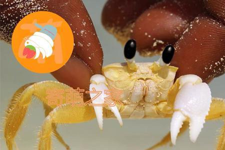 中华沙蟹不动怎么办