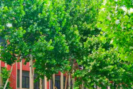 安阳学院到梦空间学时怎么刷