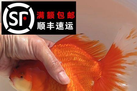 百褶泰狮和元宝狮哪个漂亮