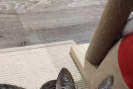 狸花猫有多少年历史